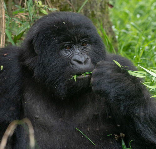 4 Days Gorilla Trekking and Lake Bunyonyi Tour