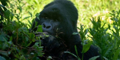 10 Days Exploring the best of Uganda Wildlife Safari