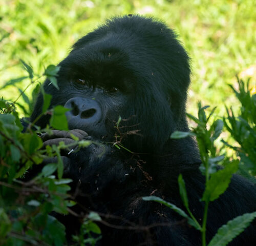 10 Days Exploring the best of Uganda Wildlife Safari