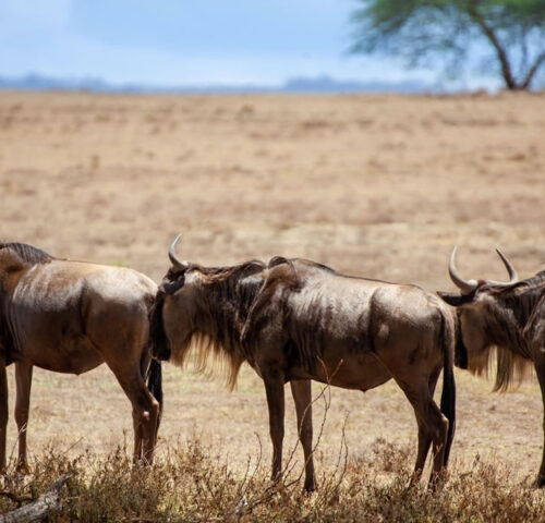 3 Days Wildebeest Migration Kenya Wildlife Safari