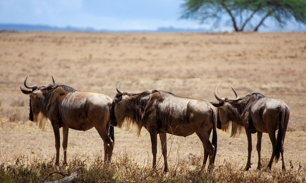 3 Days Wildebeest Migration Kenya Wildlife Safari