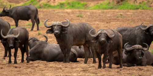 Kidepo Valley National Park