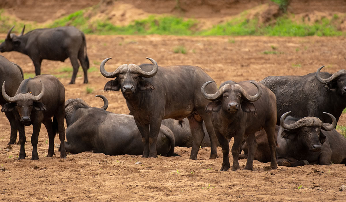 Kidepo Valley National Park