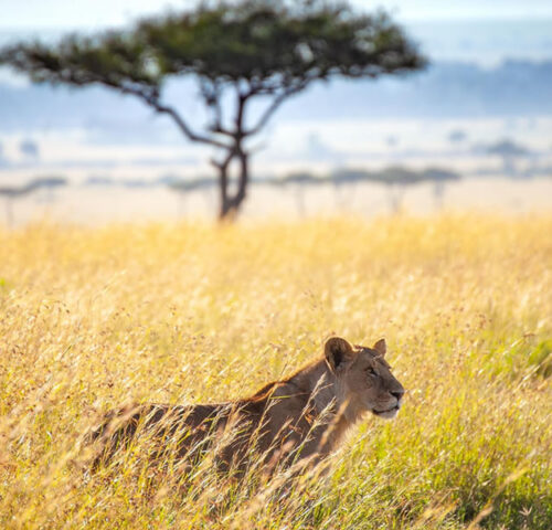 7 Days Exciting Kenya Safari Adventure