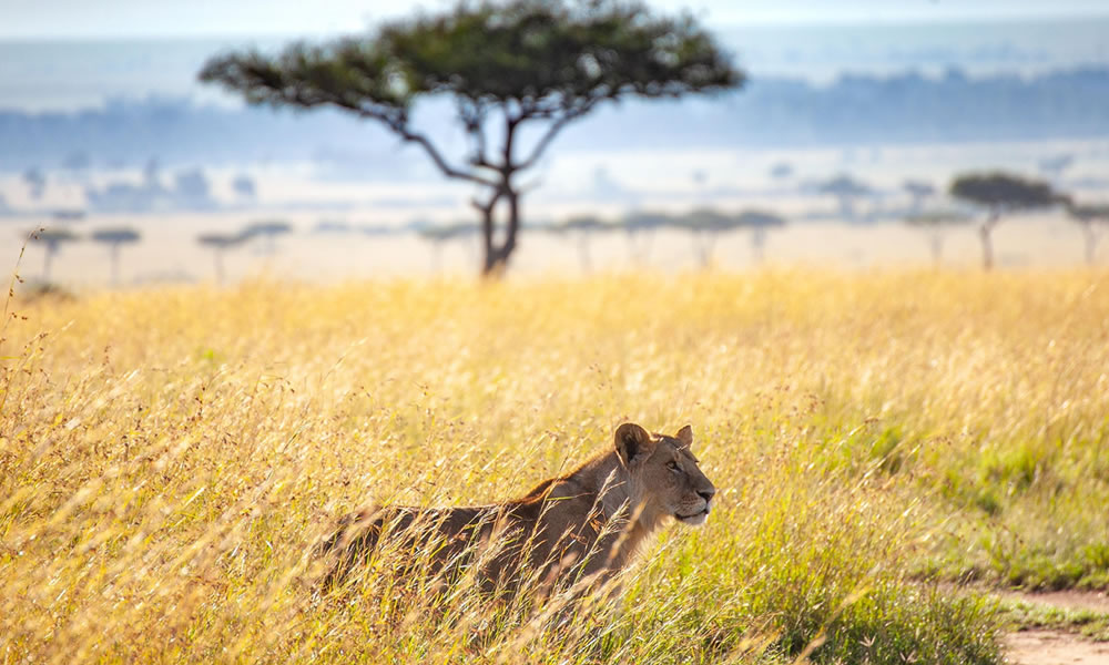 7 Days Exciting Kenya Safari Adventure