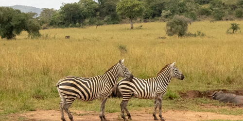 Lake Mburo National Park