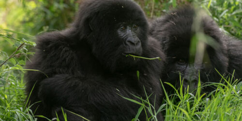 Mgahinga Gorilla National Park