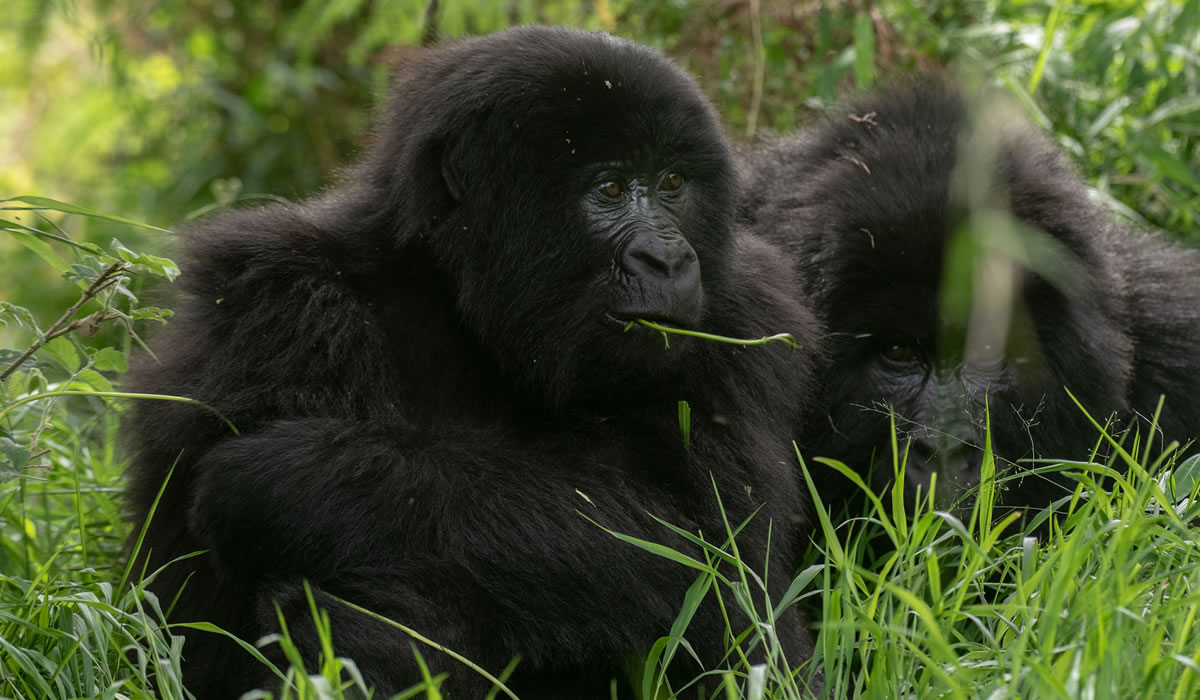 Mgahinga Gorilla National Park