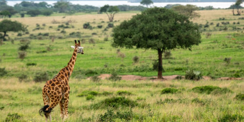 Murchison Falls National Park