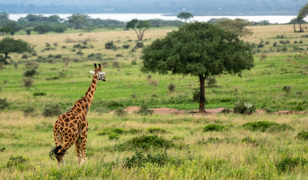 Murchison Falls National Park