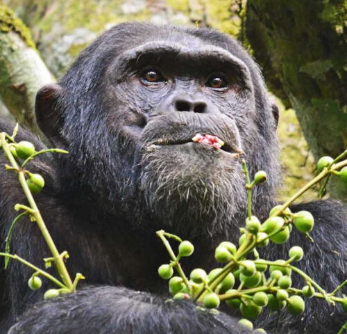 7 Days Gorillas and Chimpanzee Rwanda Tour