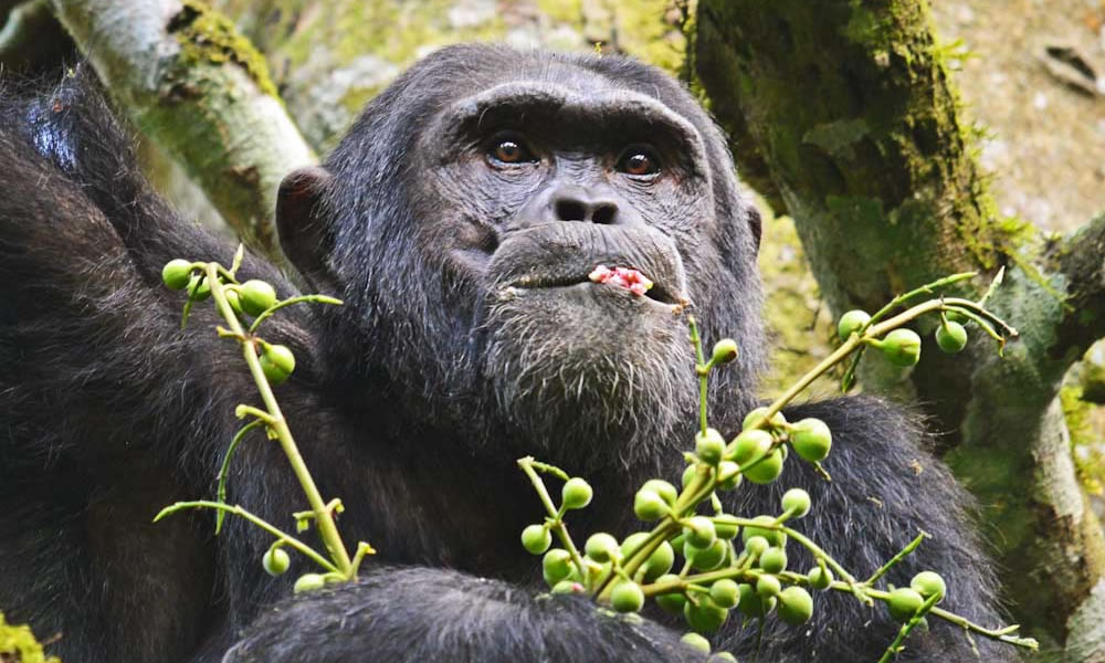 7 Days Gorillas and Chimpanzee Rwanda Tour