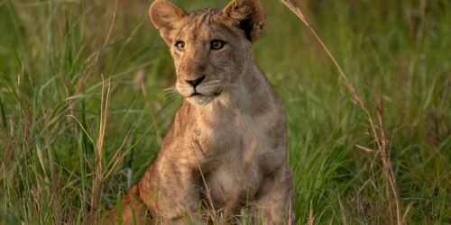 Queen Elizabeth National Park