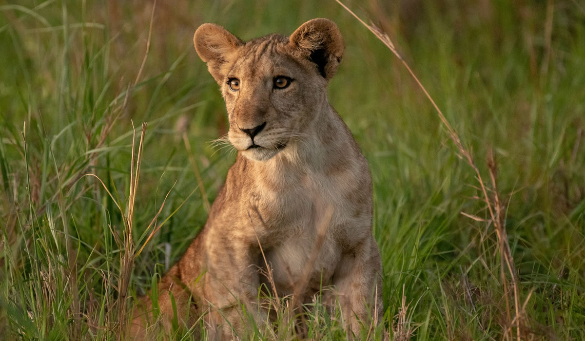 Queen Elizabeth National Park