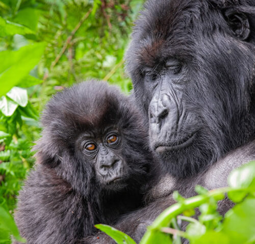 2 Days Gorilla Trekking Rwanda Safari