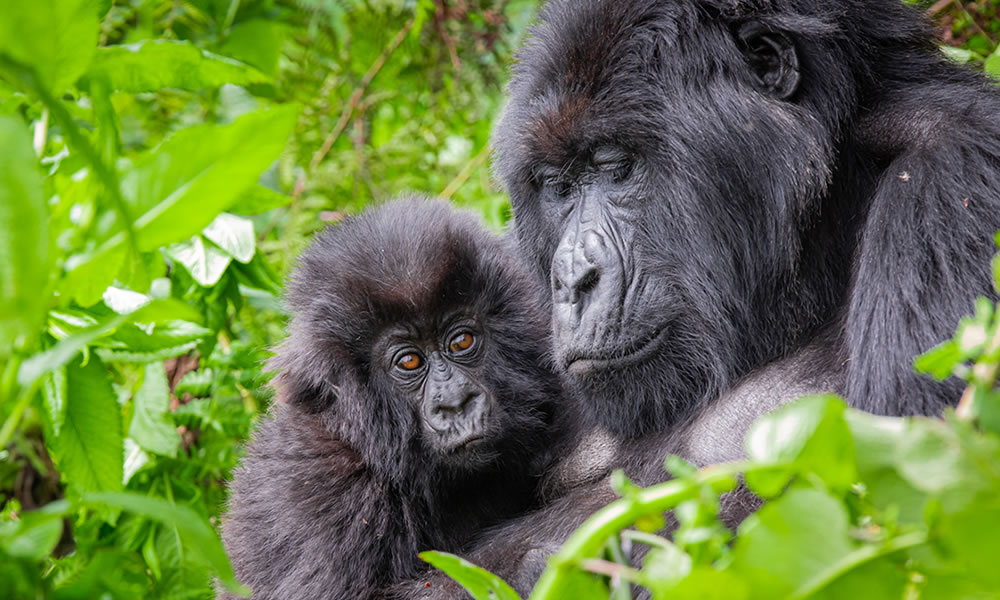 2 Days Gorilla Trekking Rwanda Safari