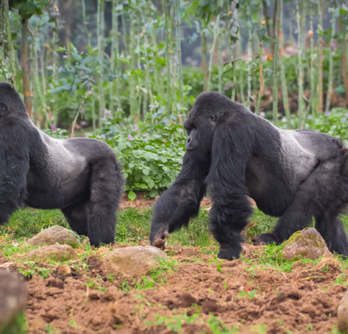 8 Days Rwanda Primate Tracking Safari