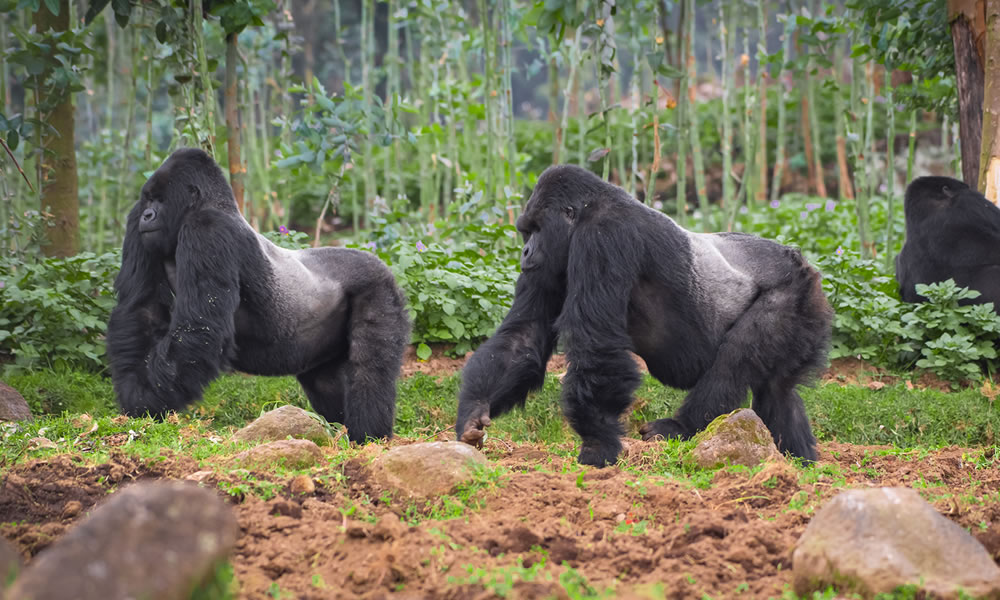 8 Days Rwanda Primate Tracking Safari