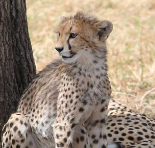 8 Days Safari to Serengeti, Tarangire, Ngorongoro Crater