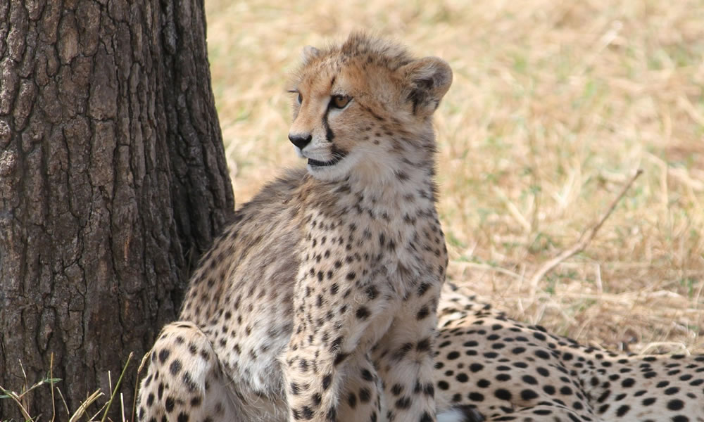 8 Days Safari to Serengeti, Tarangire, Ngorongoro Crater