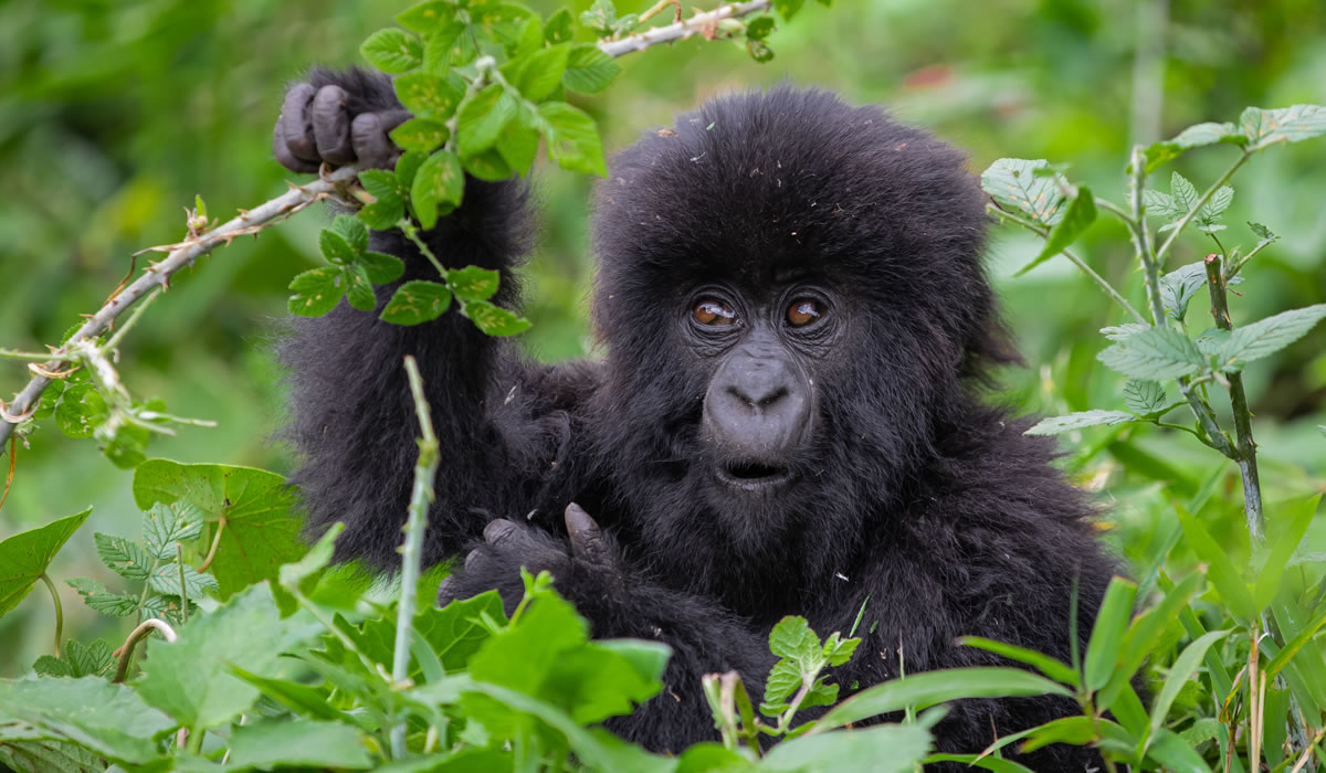 Gorilla Families in Volcanoes National Park