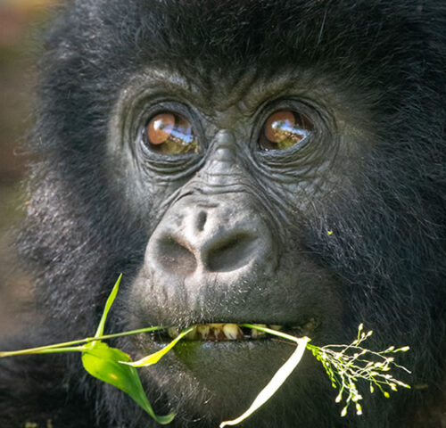 5 Days Gorilla Trekking Safari in Uganda