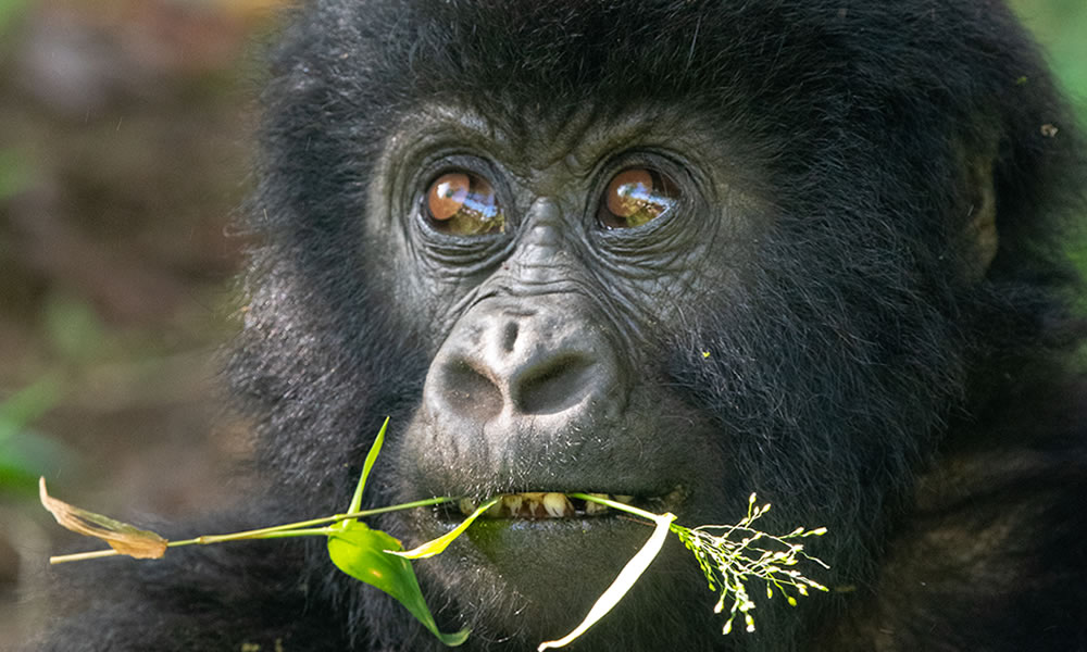 5 Days Gorilla Trekking Safari in Uganda