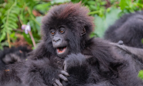 10 Days Visiting Rwanda Safari Tour