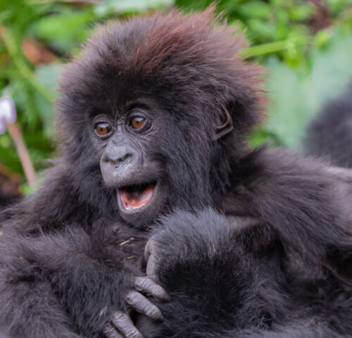 10 Days Visiting Rwanda Safari Tour