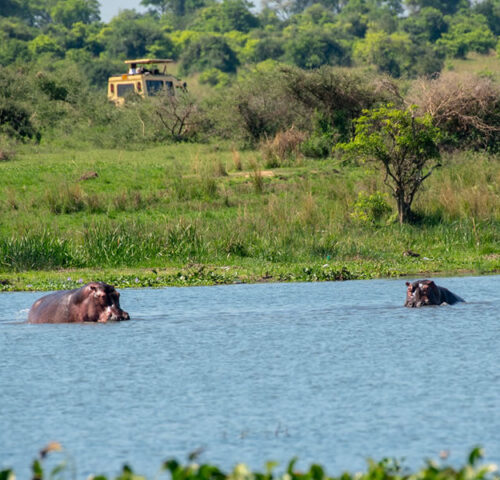 8 Days Wildlife Safari Adventure in Uganda