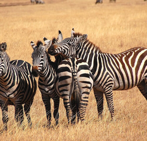 6 Days Exploring the Best of Tanzania Tour