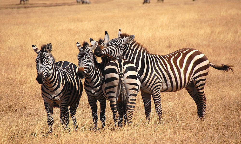 6 Days Exploring the Best of Tanzania Tour